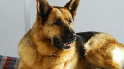 Il commissario Rex  stagione 05