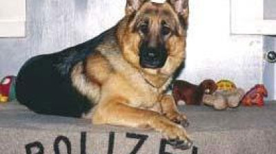 Il commissario Rex stagione  06