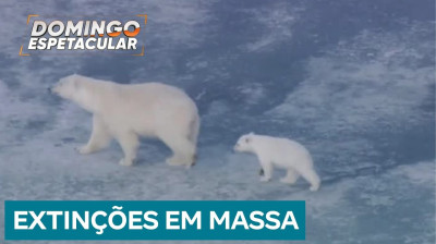 Planeta em Perigo 11: Os animais estão desaparecendo do planeta em um ritmo assustador
