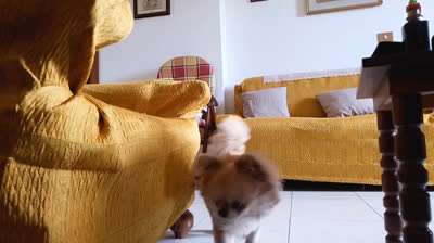 Milo gioca con la sua molletta