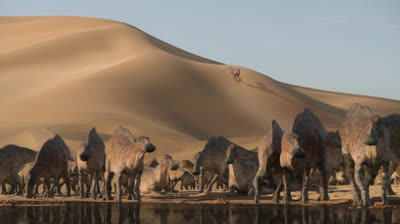 Planeta prehistórico: 2- Desiertos