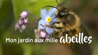 Mon jardin aux mille abeilles