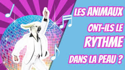 Animaux Le rythme dans la peau