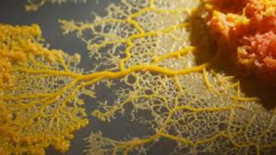 Le blob, un génie sans cerveau