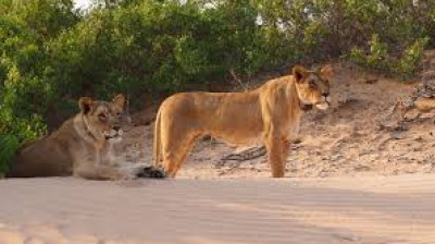 Les lionnes de Namibie