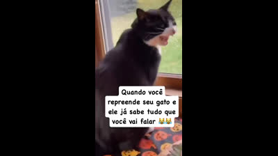 Quando seu gato já sabe