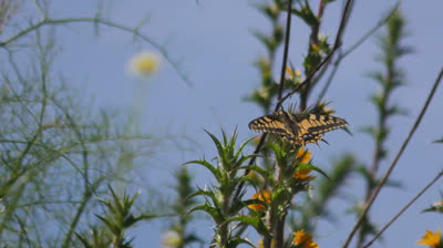 mariposa papilio machaon
