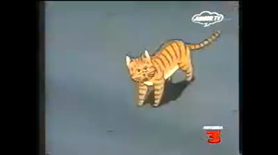 37 Ciao, io sono Michael! Il tifone